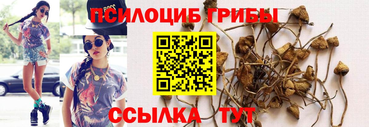 Кулебаки  Галлюциногенные грибы Psilocybe  Вход с VPN 